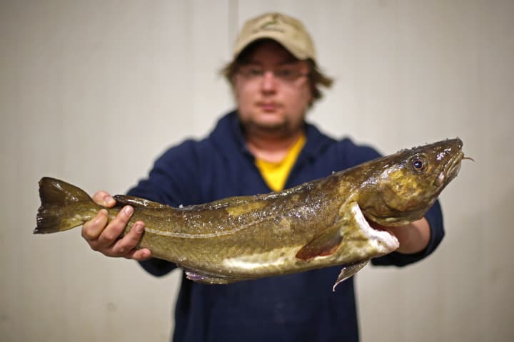 A cod that will be auctioned off is held by Codie Small at the Portland Fish Exchange, Thursday, Oct. 29, 2015, in Portland, Maine. Portland's Gulf of Maine Research Institute is announcing a major breakthrough in climate and fisheries science. A study published in the journal Science indicates cod, which have collapsed off of New England, are declining because of warming oceans.  (AP)