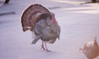 Kind World To Go: A Thanksgiving Special