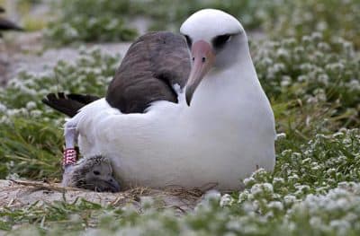 64-Year-Old Albatross Is Oldest Known Bird To Lay An Egg