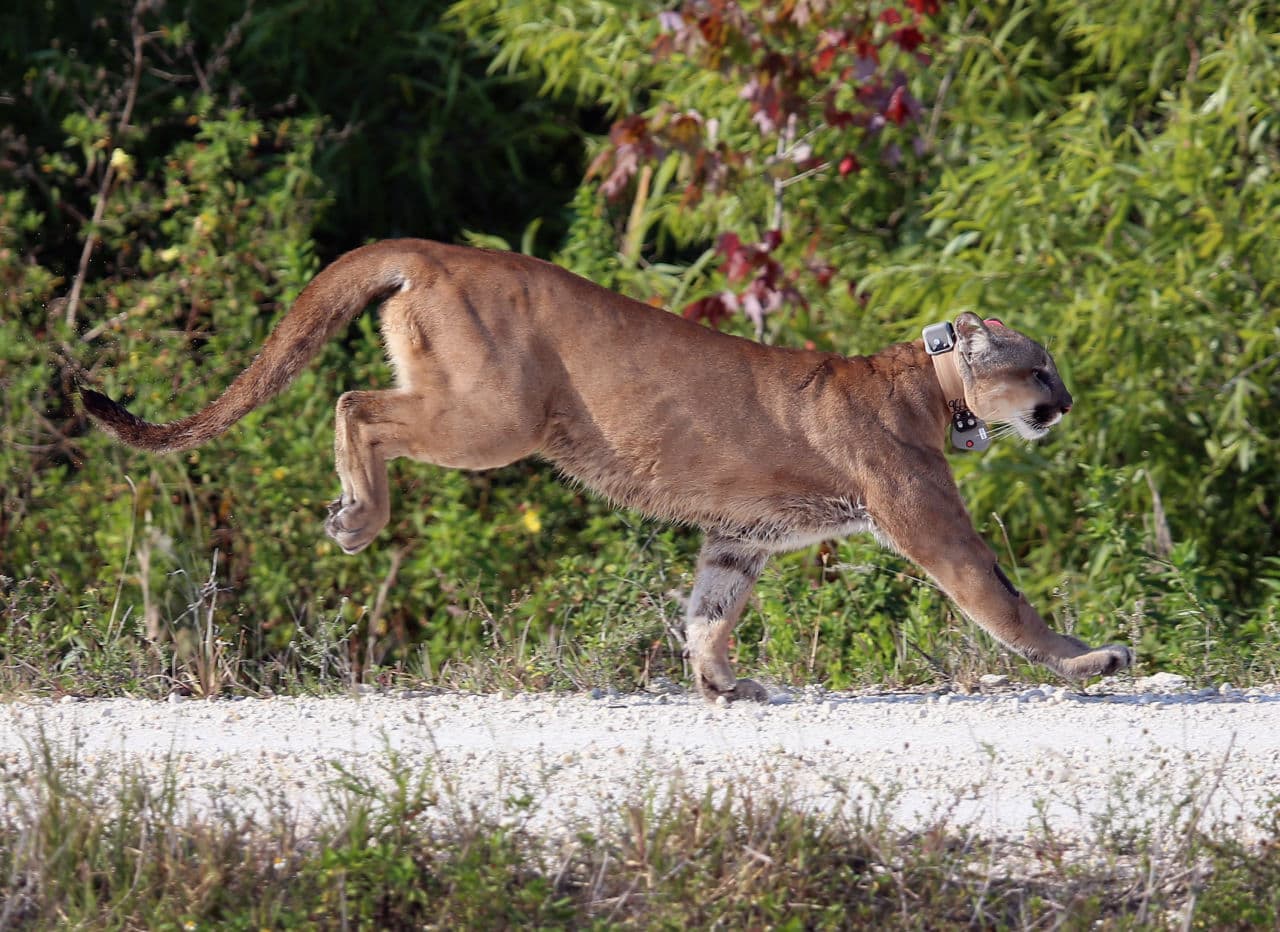 A 2-year-old Florida panther is released into the wild by the Florida Fish and Wildlife Conservation Commission (FWC) on April 3, 2013 in West Palm Beach, Florida. The panther and its sister had been raised at the White Oak Conservation Center since they were 5 months old. The FWC rescued the two panthers as kittens in September 2011 in northern Collier County after their mother was found dead. The panther is healthy and has grown to a size that should prepare him for life in the wild. (Joe Raedle/Getty Images)