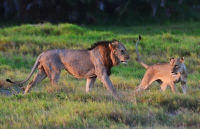 U.S. Adds African Lions To Endangered Species List
