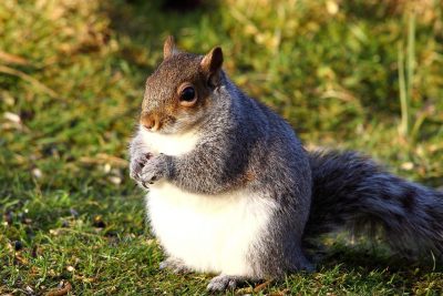 Are Squirrels Getting Fatter?