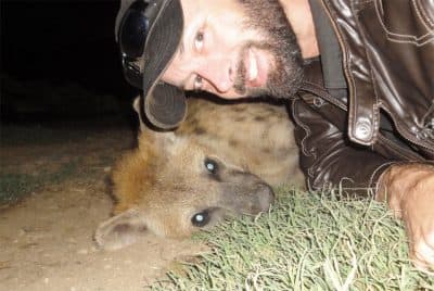 In A City That Welcomes Hyenas, An Anthropologist Makes Friends