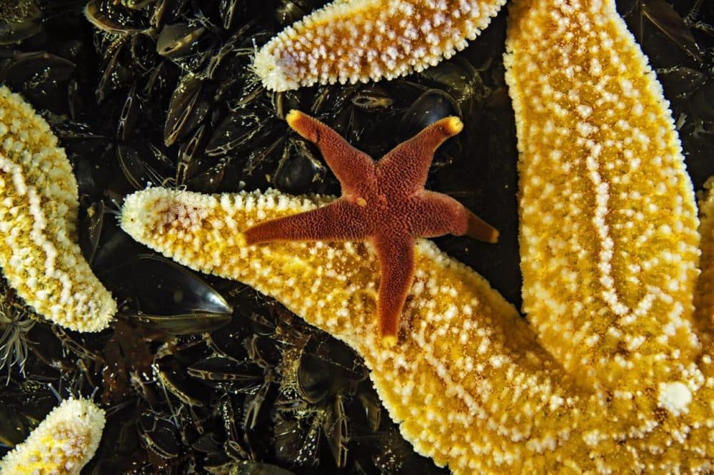 Marine life found underwater at Cashes Ledge. (Courtesy of Brian Skerry)