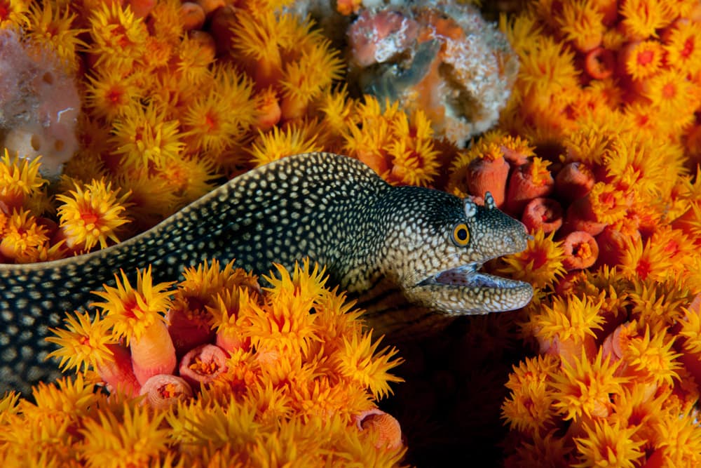 Photo by Enric Sala/National Geographic, from the National Geographic Pristine Seas Project.