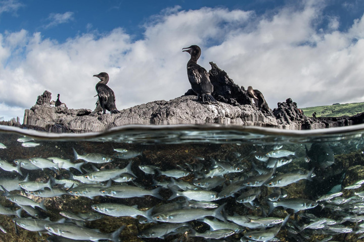 Flightless Galapagos cormorants rest on a volcanic islet, surrounded by their fish prey. Photo by Enric Sala/National Geographic, from the National Geographic Pristine Seas Project.
