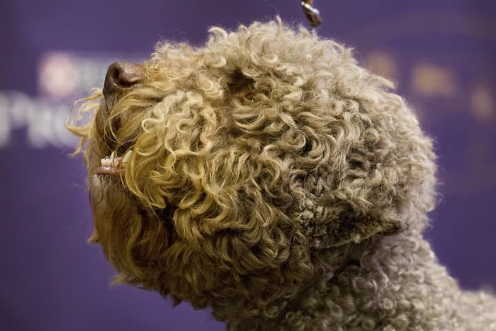 A Lagotto Romagnolo is introduced at a news conference, Thursday, Jan. 21, 2016 in New York as one of seven breeds which will compete for the first time at next month's Westminster Kennel Club Dog Show. (AP Photo/Mark Lennihan)