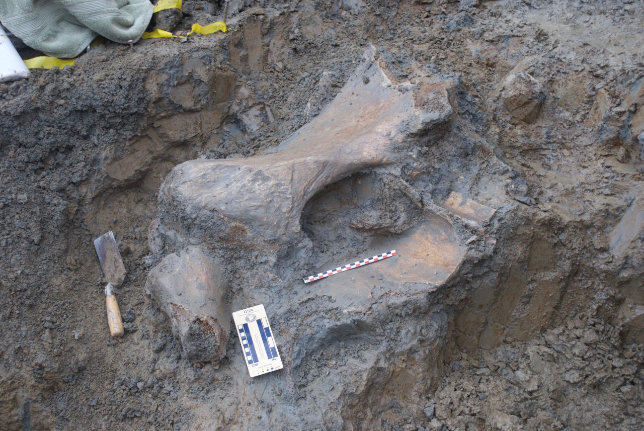After construction workers discovered mammoth bones and other ancient animal bones on site at Oregon State University's Valley Football Center, archaeologists stepped in to remove some of the bones. (Loren Davis)