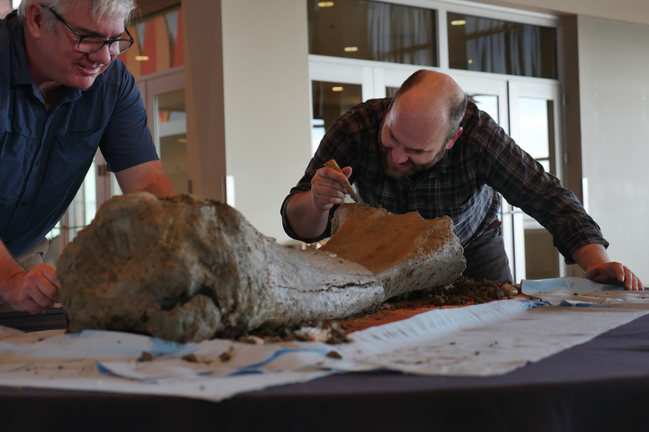 A mammoth femur found on a construction site at Oregon State University is examined during a press conference on Jan. 27, 2016. (Oliver Day/Oregon State University)