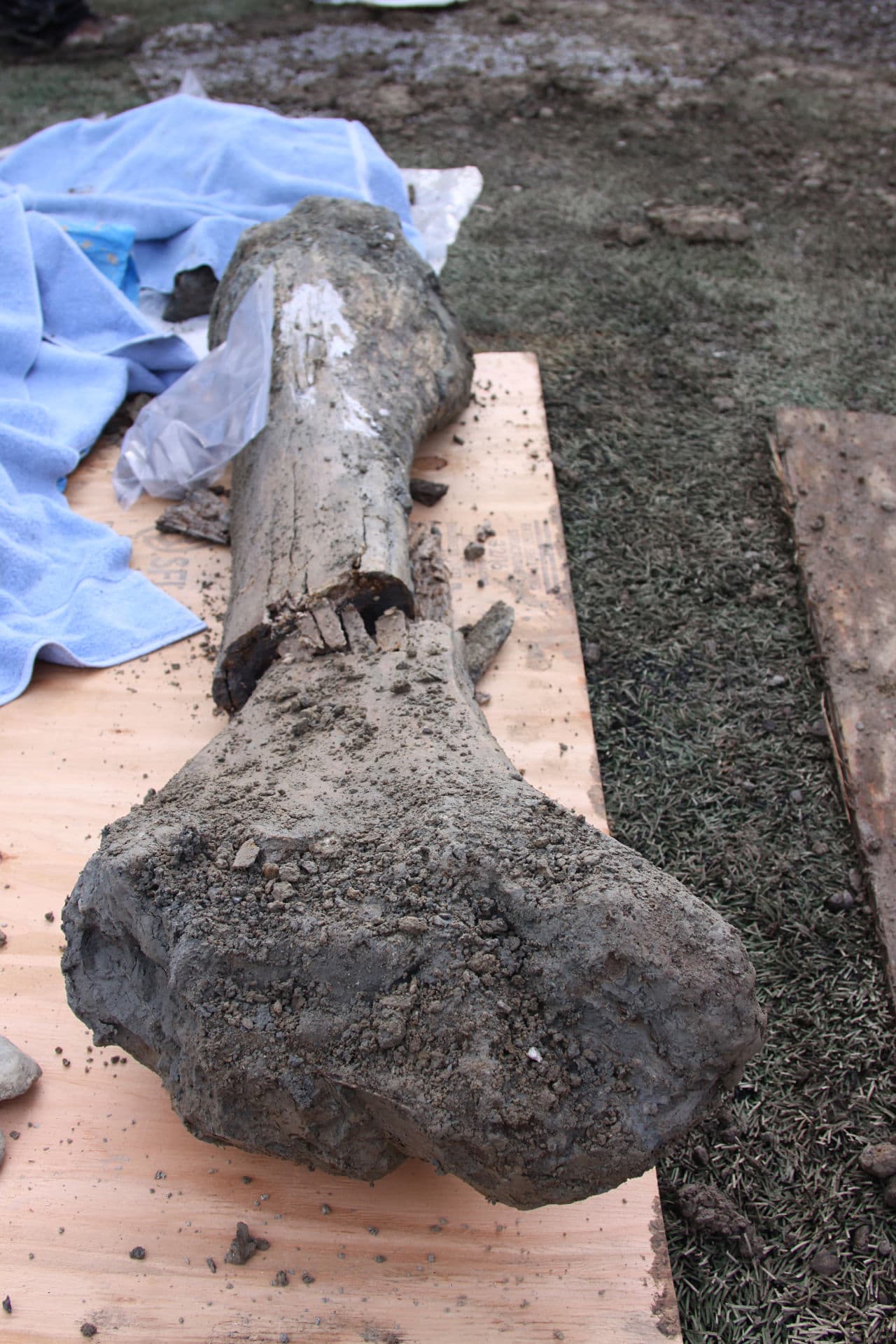 The femur of a mammoth found at an OSU construction site is pictured on Jan. 26, 2016. (Theresa Hogue)