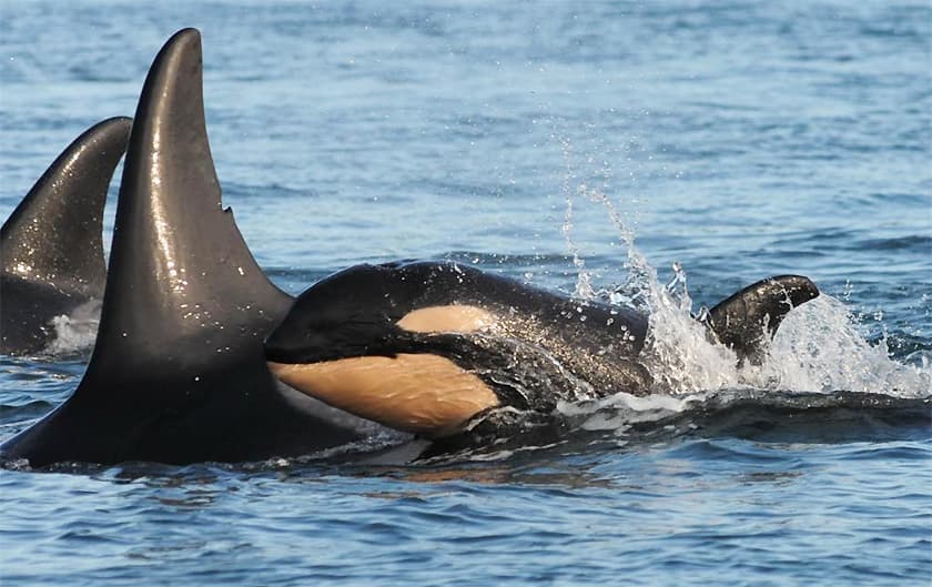 Killer Whale Baby Boom Is Good News, But Why So Many Males?
