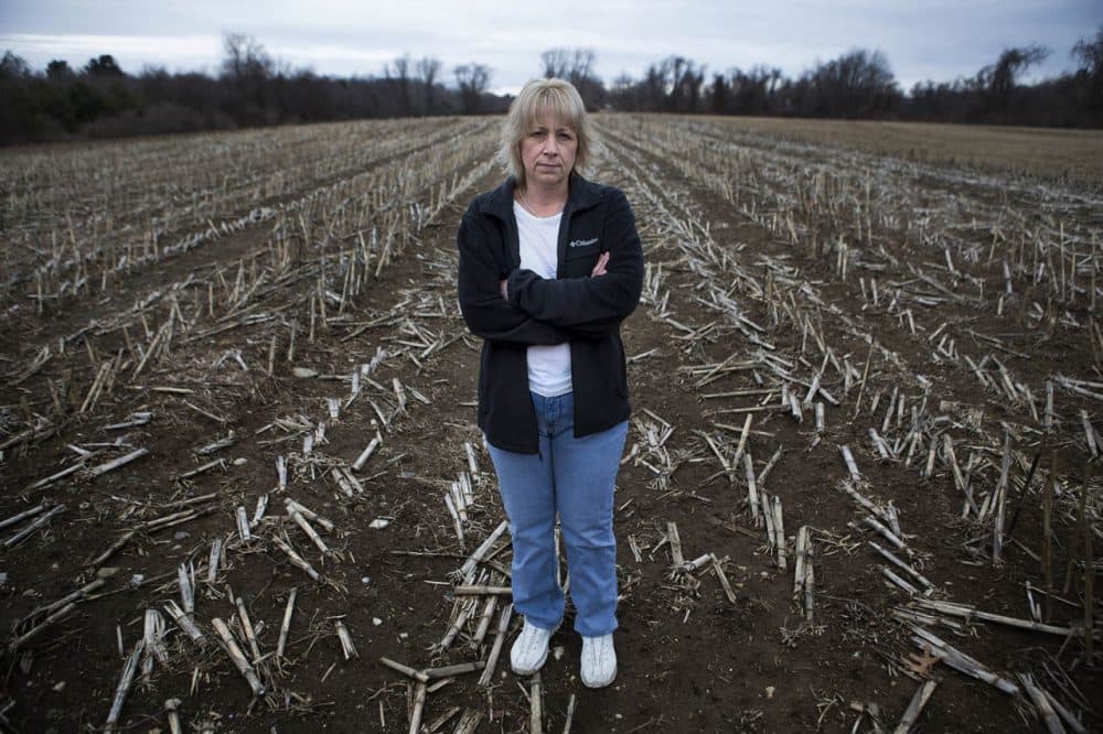 Desiree Moninski stands in the middle of a cornfield on the land the Islamic Society of Greater Worcester wants to turn into a cemetery. She lives in the farmhouse across Corbin Road and wishes the land would remain a farm. (Jesse Costa/WBUR)