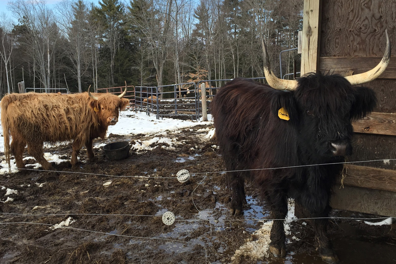 A scene from Miles Smith Farm in Loudon, New Hampshire. Miles Smith Farm is a 36-acre, family-owned grass-fed beef farm. (Jill Ryan/Here &amp; Now)