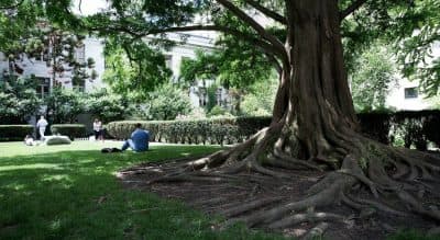 Healing Garden, Heartbreaking Dilemma: Seeing The Prouty Debate From Both Sides