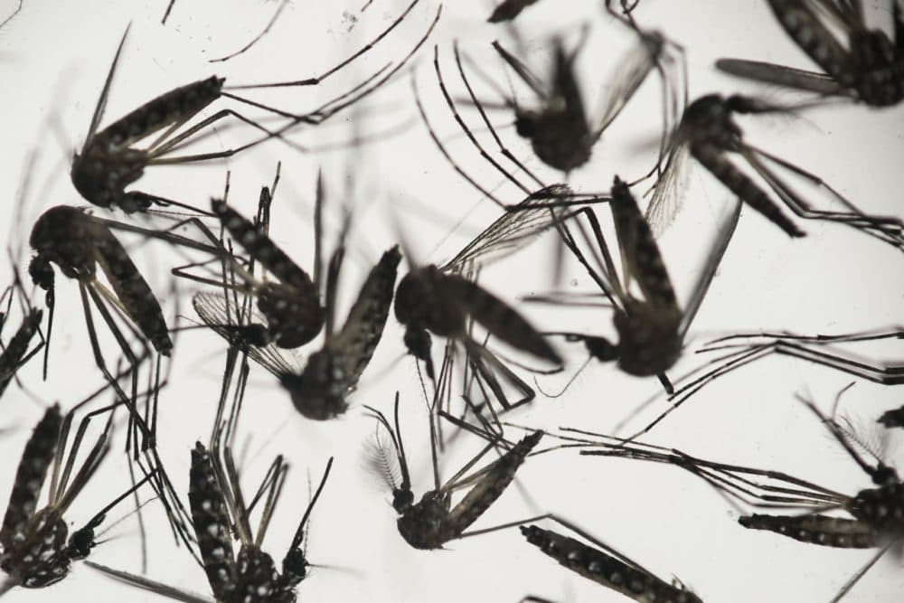 In this Jan. 27 photo, Aedes aegypti mosquitoes sit in a petri dish at the Fiocruz institute in Recife, Brazil. (Felipe Dana/AP)