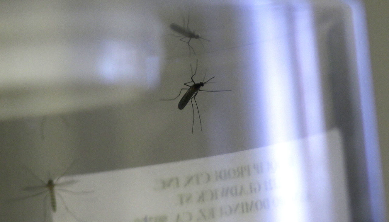 Live mosquitos grown from water larvae are contained at the Dallas County Mosquito Lab Thursday, Feb. 11, 2016, in Hutchins, Texas. Although there has been no reported cases of the Zika virus being transmitted by mosquitos in Texas, health officials are closely monitoring and testing mosquitos in areas where infections have been confirmed. (LM Otero/AP)