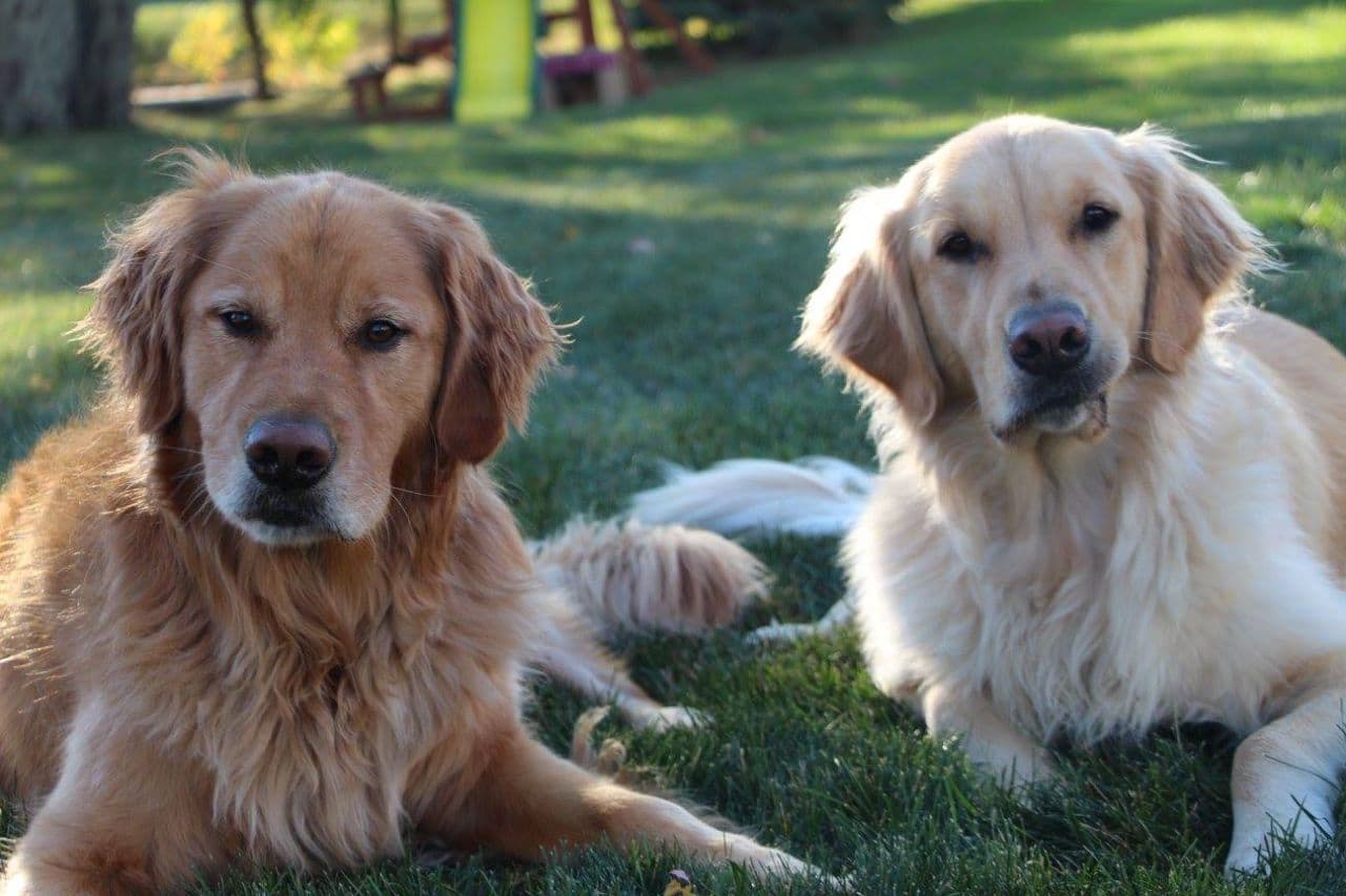 Titus says his dogs Moses and Ozzie are key for fighting depression. (Mark Titus)