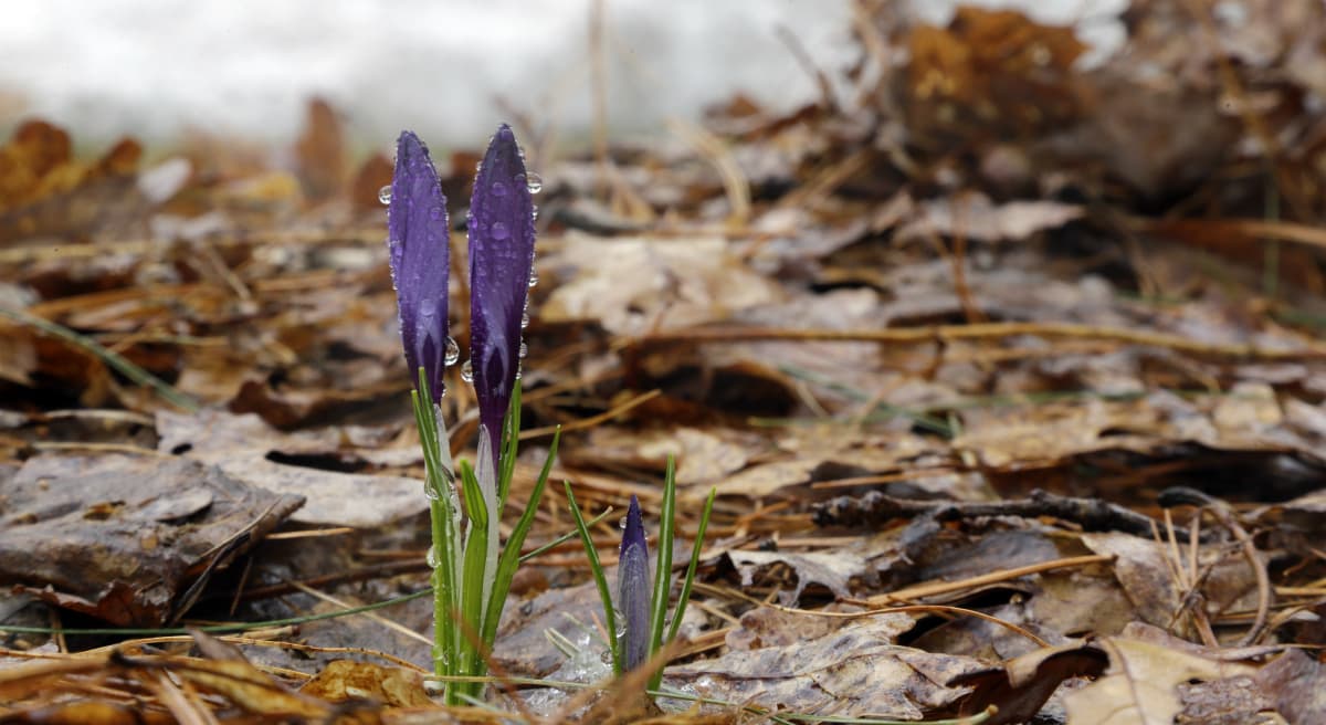 The Winter That Wasn't