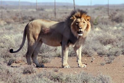 South African Lion Faces Death After Escaping Game Park
