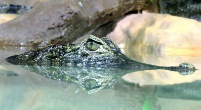 An Alligator Tale: When Predator Becomes Prey