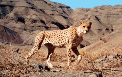 A Look At The Critically Endangered Asiatic Cheetahs