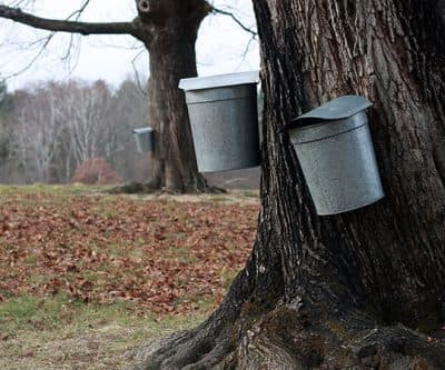 Where To Go Maple Sugaring Around Boston