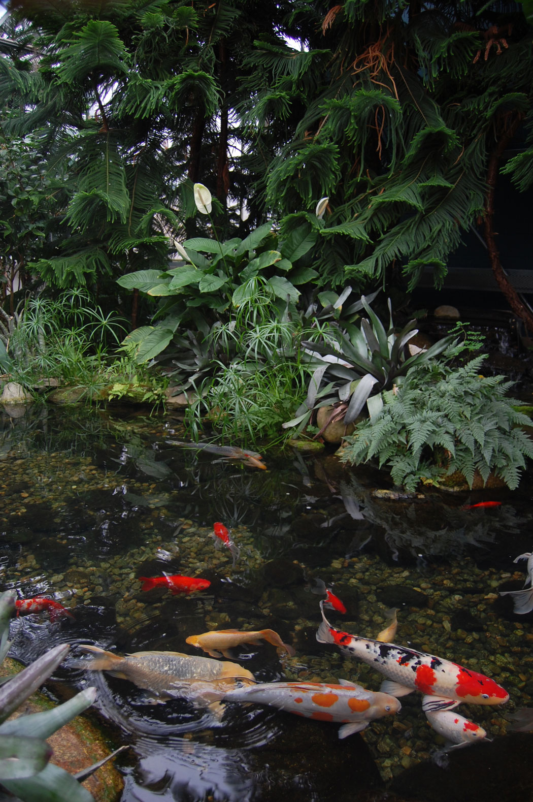 Fish pond in the Botanical Center at Roger Williams Park in Providence. (Greg Cook)