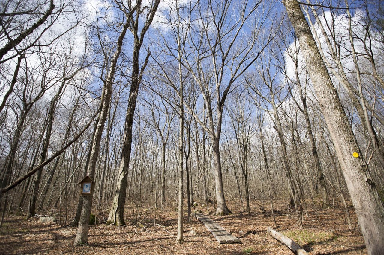 The shrine may also be required to pay taxes on 110 acres of wooded natural sanctuary used for retreats and meditation walks. (Joe Difazio for WBUR)