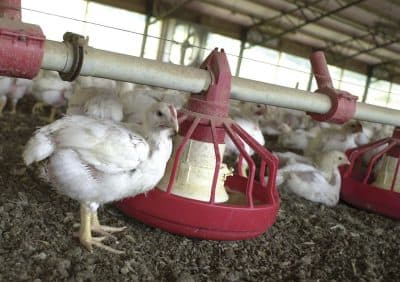 Oxfam: Poultry Plant Workers Unable To Take Bathroom Breaks