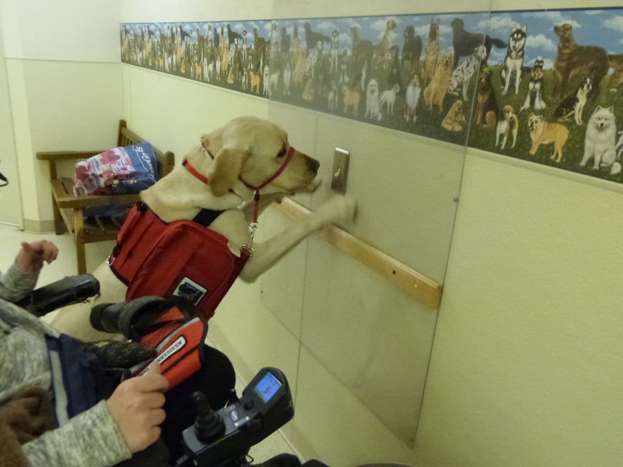 NEADS service dog Bailey flips a light switch for new owner Ashley Sequeira at the organization's training facility in Princeton, Massachusetts. (Karen Miller-Medzon/Here &amp; Now)