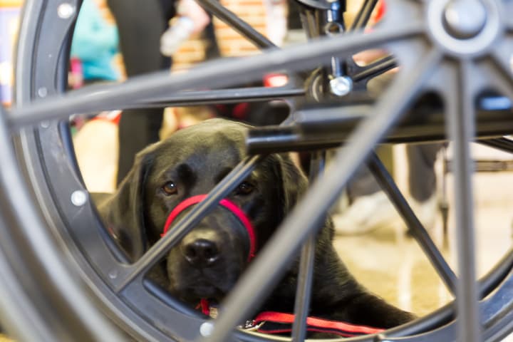 A NEADS service dog during the organization's spring graduation ceremony. (Karyn Miller-Medzon/Here &amp; Now)