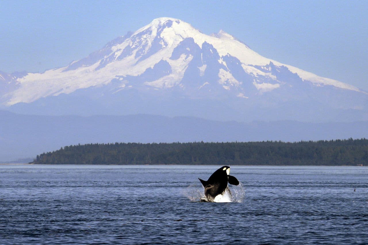  In this July 31, 2015, file photo, an orca or killer whale breaches in view of Mount Baker, some 60 miles distant, in the Salish Sea in the San Juan Islands, Wash. ( (AP Photo/Elaine Thompson, File)