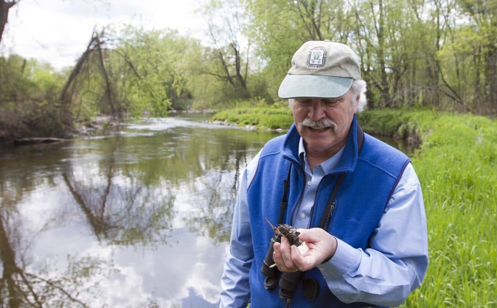 Penn State geology and ecology professor Robert Brooks with beaver byproduct. He believes the EPA’s plan to dig up the river will be detrimental to the existing ecosystems. (Joe Difazio for WBUR)