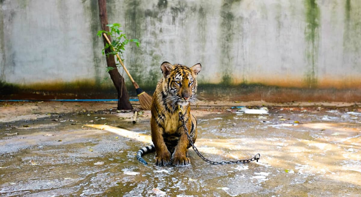 In the wake of a captive gorilla's death at a zoo in Cincinnati, one’s mind pivots to the only place wild animals should be: the wild. (Chaz McGregor/Unsplash)
