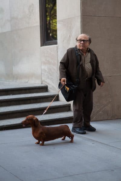 Danny DeVito in the film &quot;Wiener-Dog.&quot; (Courtesy IFC Films)