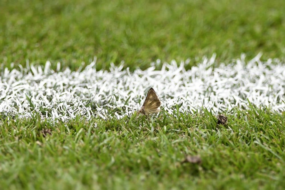 Thousands of migrating Silver Y Moths descended on the Stade de France for Sunday's Euro 2016 finale. (Martin Bureau/AFP/Getty Images)