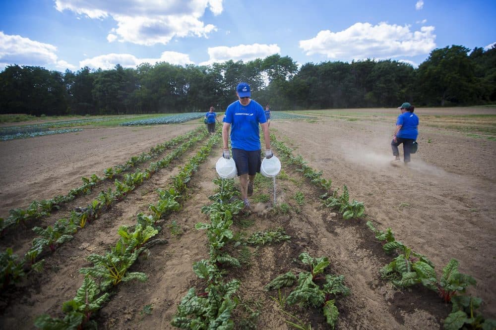 Volunteer Jeff Soohoo waters two rows of Swiss chard with two buckets of water simultaneously. (Jesse Costa/WBUR)