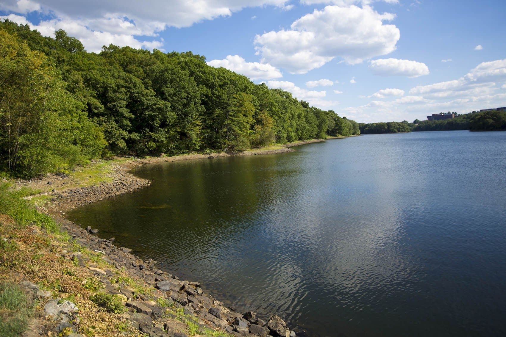 The water level is low on the banks of the Cambridge Reservoir looking south from Trapelo Road in Lincoln, as seen on July 26. (Jesse Costa/WBUR)