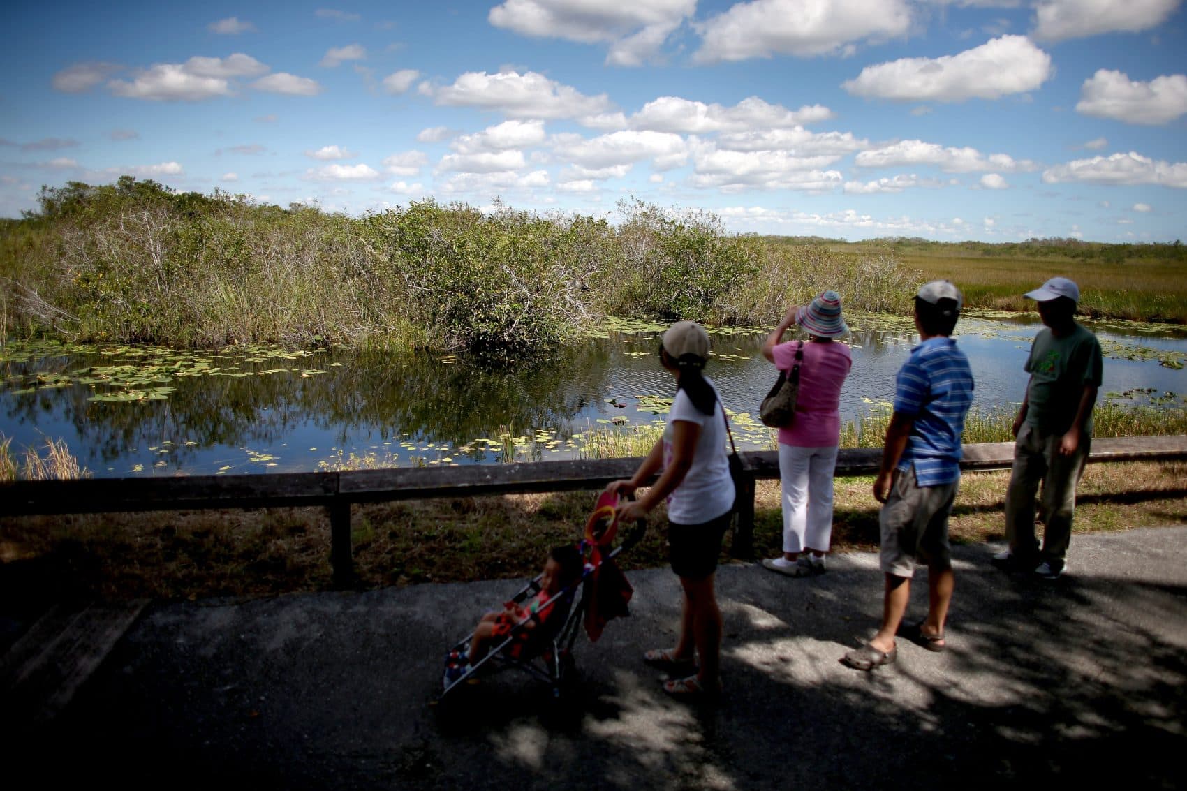 National Parks Tour: Everglades, Home To Alligators, Birds And Panthers |  Here & Now