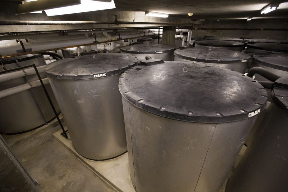 The tanks, which are filled with 1,500 gallons of water, turn into giant ice cubes over night to keep the building cool during the day. (Jesse Costa/WBUR)