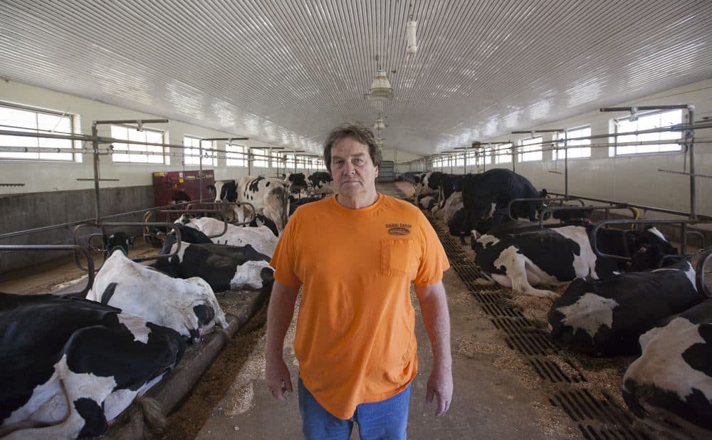Dairy farmer Warren Shaw says this summer's &quot;extreme drought&quot; has left his cattle with little to eat. (Joe Difazio for WBUR)