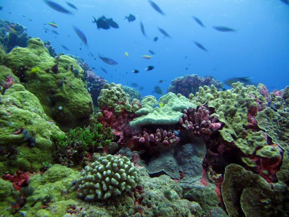 Once Dying And Bleached, A Pacific Coral Reef Is Blooming Again | Here ...