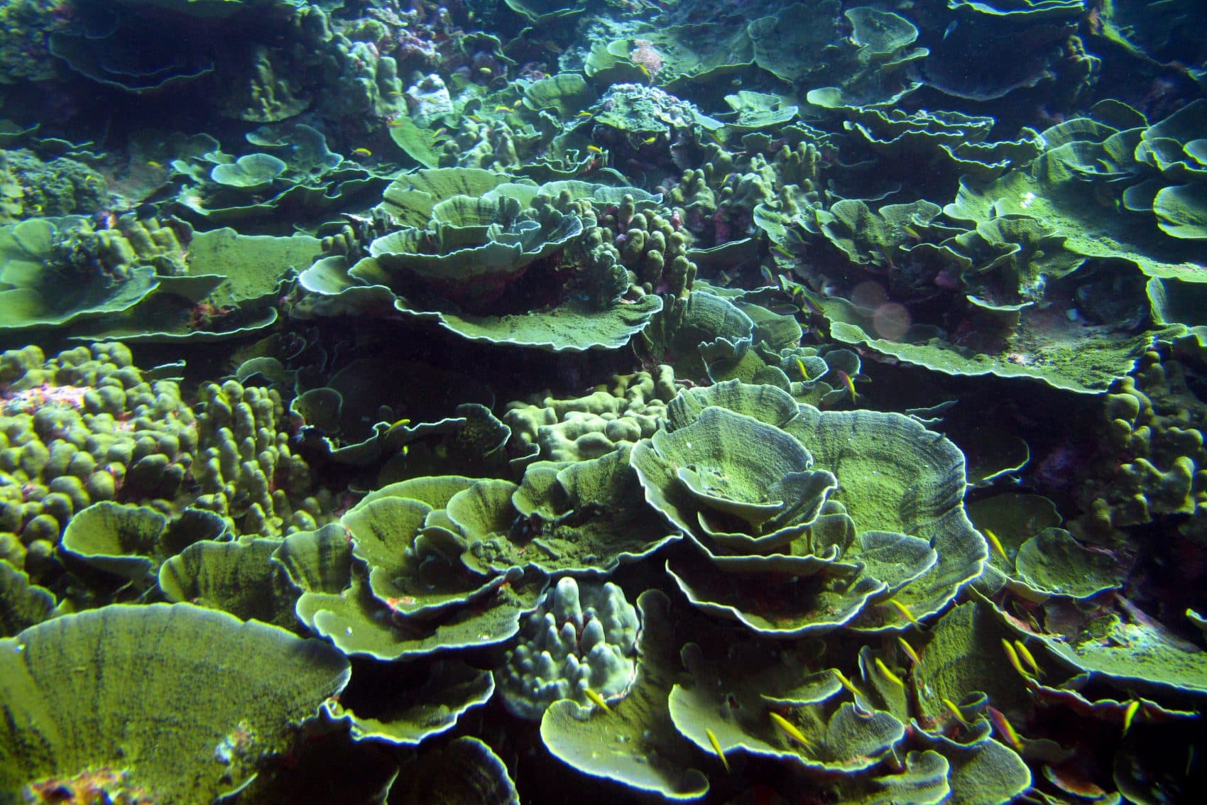 Coral on a reef off Kanton Island in the Pacific Ocean. (Courtesy of Randi Rotjan)