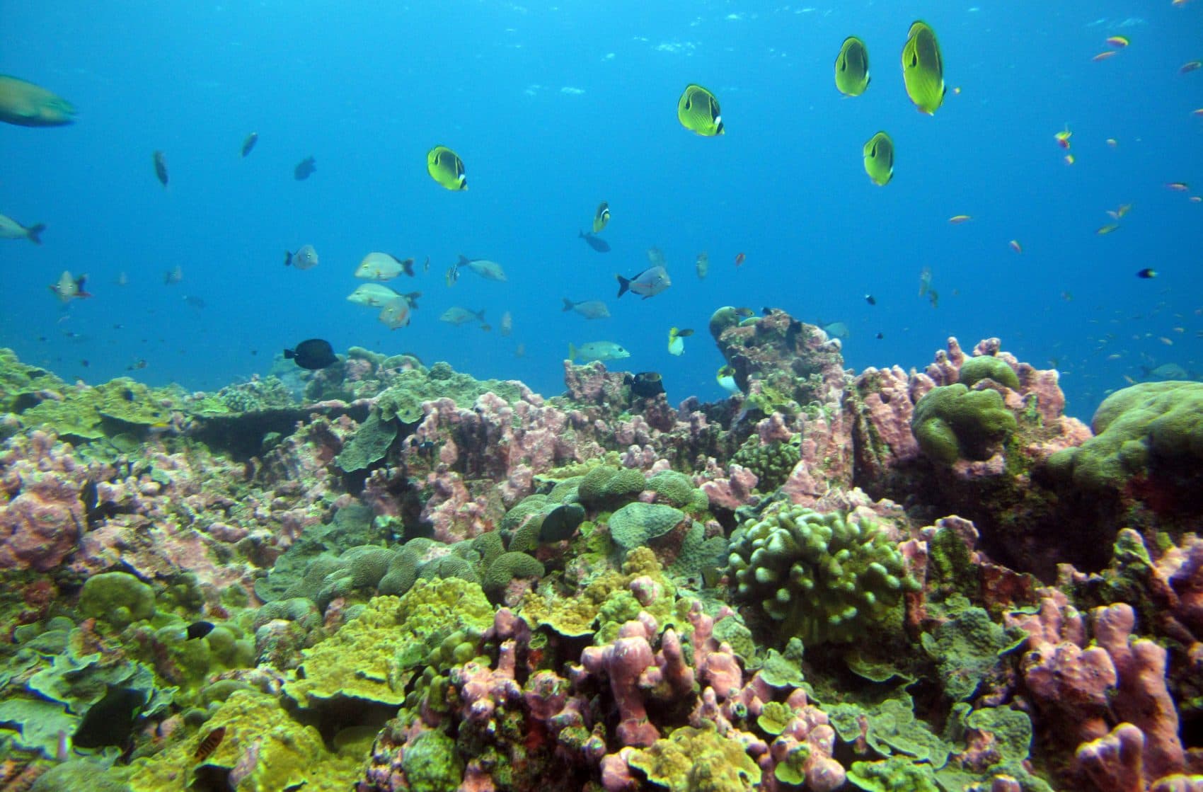 Fish swim above a coral reef off Kanton Island in the Pacific Ocean. (Courtesy of Randi Rotjan)
