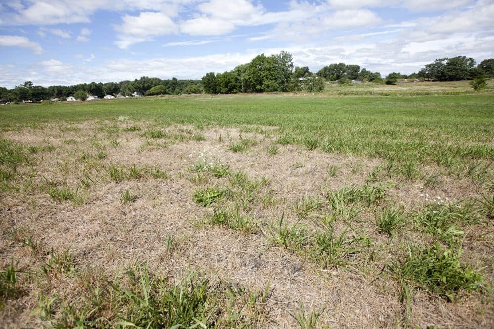 Drought-affected fields at Shaw Farm in Dracut, Massachusetts. (Joe Difazio for WBUR)