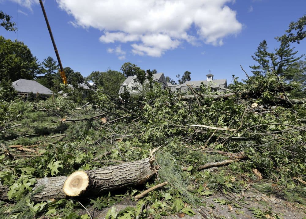Tree debris covers the road and front yards of homes, in Concord. (Elise Amendola/AP)