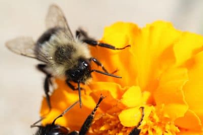 The Bee Hunters Of Massachusetts