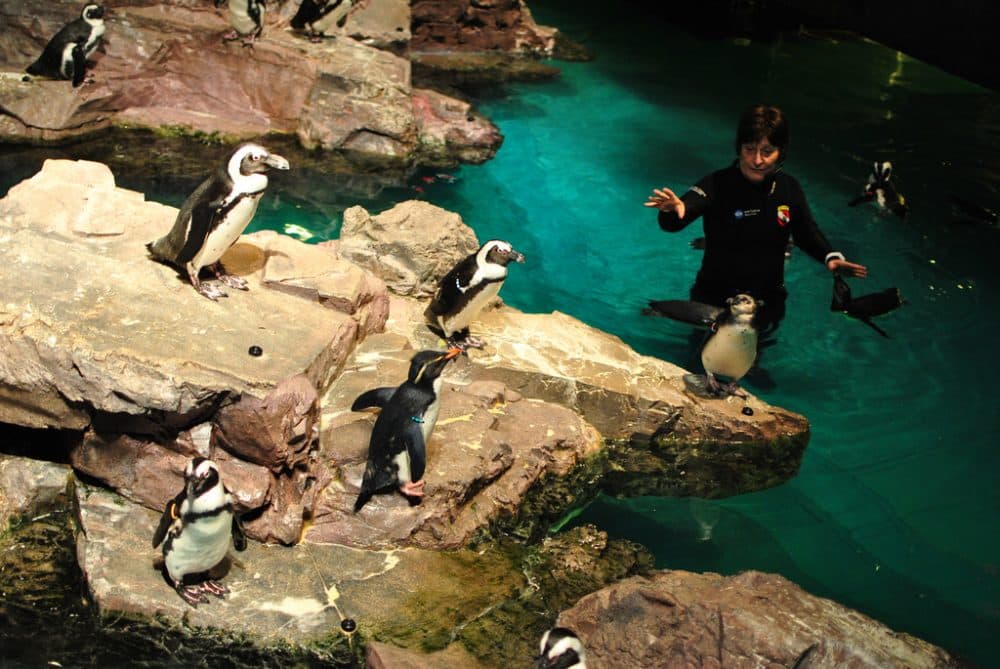 The penguin exhibit at the New England Aquarium. (Angela N./Flickr)