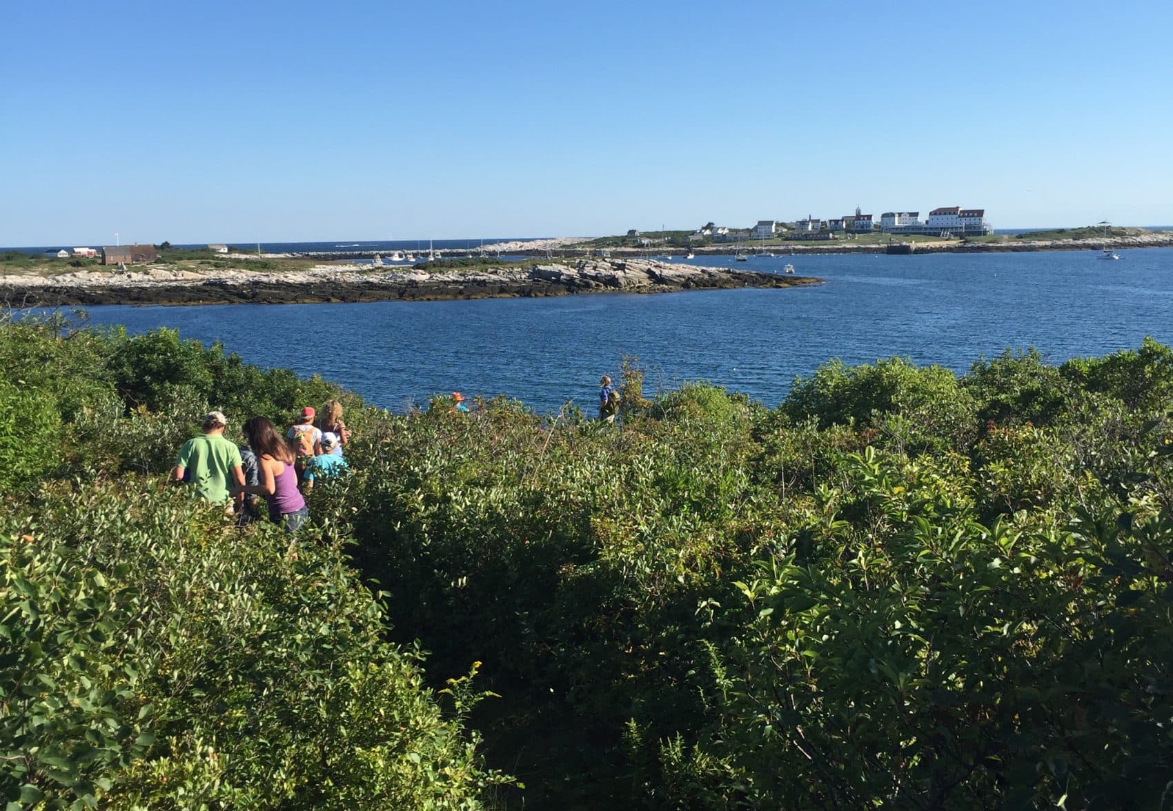 Participants hiking during a foraging mission on Appledore Island. (Courtesy Amy Sherwood)