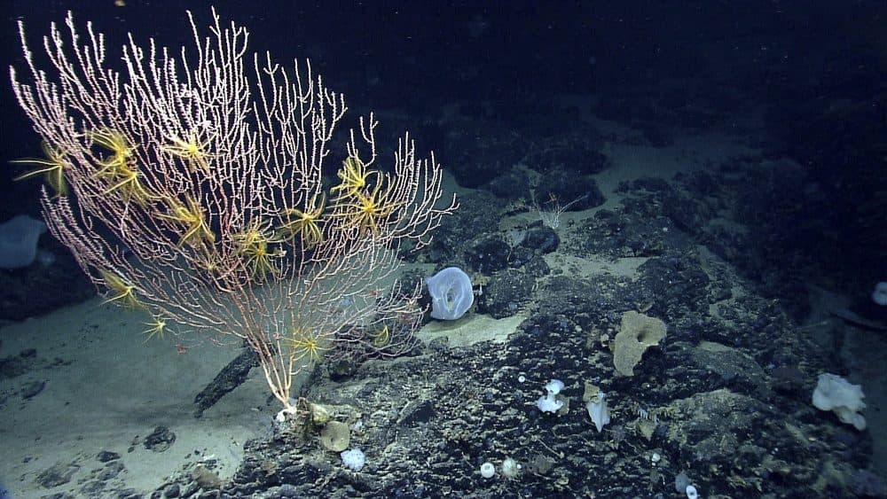 A National Oceanic and Atmospheric Administration photo of corals on Mytilus Seamount off the coast of New England in the North Atlantic Ocean. President Barack Obama is establishing the first national marine monument in the Atlantic. The move is designed to permanently protect nearly 5,000 square miles of underwater canyons and mountains off the coast of New England. White House officials say the designation will ban commercial fishing, mining and drilling, though a seven-year exception will occur for the lobster and red crab industries. The designation of the Northeast Canyons and Seamounts Marine National Monument marks the 27th time Obama has acted to create or expand a national monument. (NOAA Office of Ocean Exploration and Research/AP)